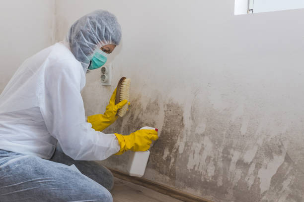 Best Attic Mold Removal  in Grandyle Village, NY