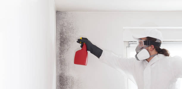 Best Mold Damage Repair  in Grandyle Village, NY