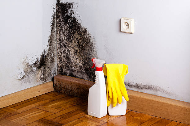 Best Mold Damage Repair  in Grandyle Village, NY